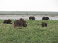 Muskox